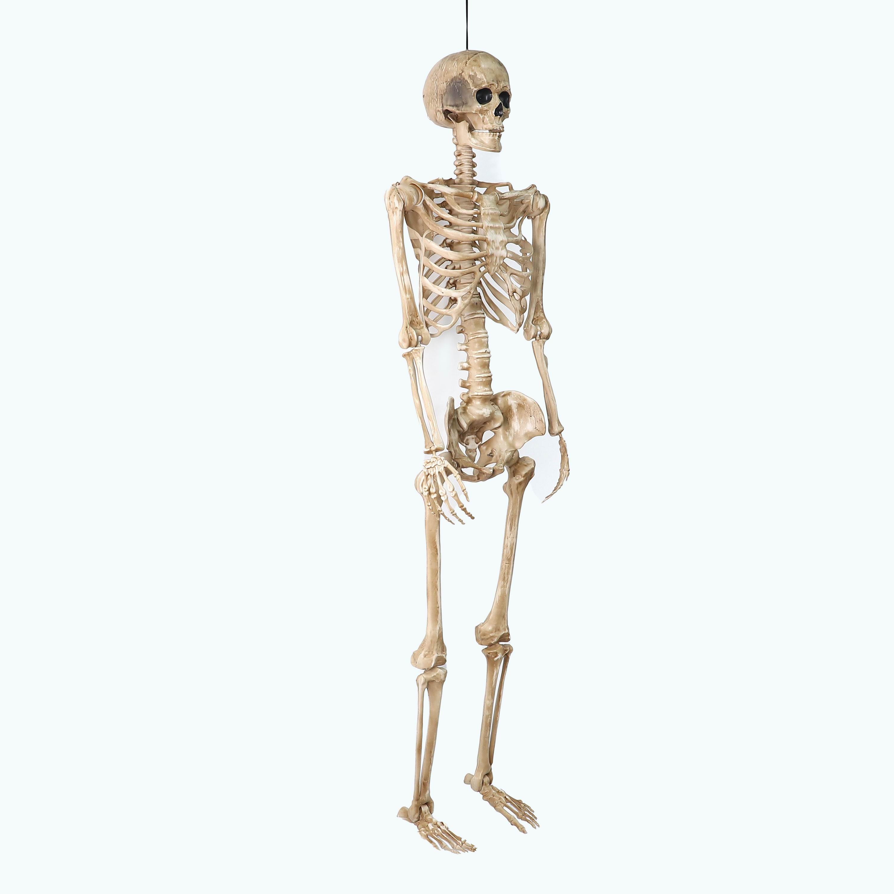 5FT Prelit Skeleton